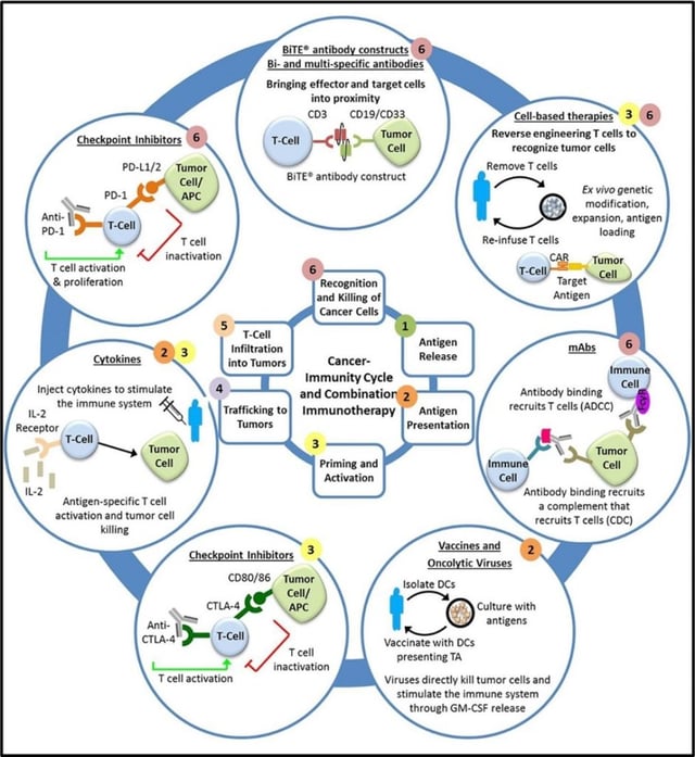 The Cancer Immunity Cycle and Combination Immunotherapy